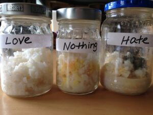 masaru-emoto-rice-experiment-pictures-results-findings